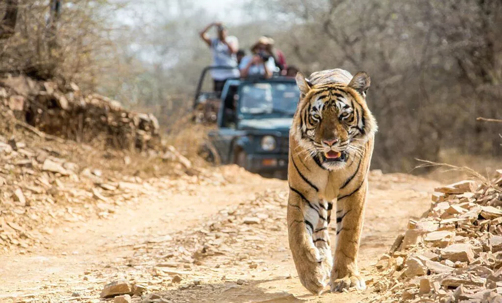 Bhadra Tiger Safari